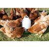 Nourrisseur plastique poules blanc/vert  33cm  O30cm  4kg
