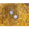 Nesteieren van klei v. kippen  2 st./blister 