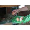 Eierhouder van kunststof v. 12 eieren groen