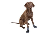 Chaussures pour chien Active gris/noir  taille S
