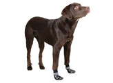 Chaussettes pour chien Susi noires  taille S