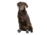 Chaussettes pour chien Susi noires  taille S