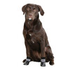 Chaussettes pour chien Susi noires  taille M