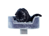 Cat-scratcher Classic  ZERA    50 x 50 x 97 cm