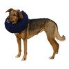 Collerette pour chiensgonflable bleue  25-35cm