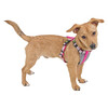 Tuig voor kleine honden XS  neon pink