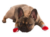 Chaussettes pour chien Bruno gris/rouge  taille S