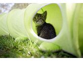 Tunnel pour chat Raupe vert clair  170cm  O30cm