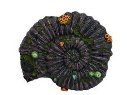 Aqua Ornaments  AMMONITE FOSSIL    33 8 x 28 5 x 10 cm