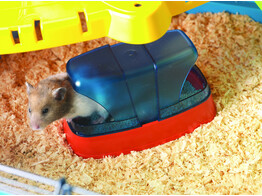 Hamster toilet