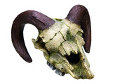 Aqua Ornaments  RAM SKULL    17 5 x 16 x 9 5 cm