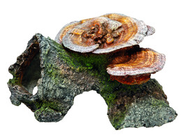 Aqua Ornaments  WOOD CAVE WITH MUSHROOMS    18 x 19 x 10 cm