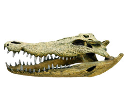 Aqua Ornaments  CROCODILE SCULL    47 5 x 20 5 x 16 cm