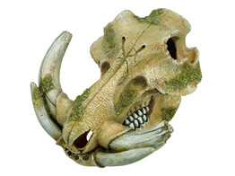 Aqua Ornaments  WARTHOG SKULL    19 3 x 19 5 x 12 cm