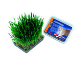 Catgrass   100g