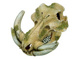 Aqua Ornaments  WARTHOG SKULL    19 3 x 19 5 x 12 cm