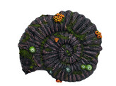 Aqua Ornaments  AMMONITE FOSSIL    33 8 x 28 5 x 10 cm