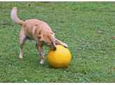 Hondenspeelbal O 30 cm geel  van kunststof