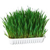 Herbe a chat 100g