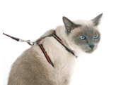 Kit pour chat harnais/laisse/collier